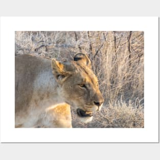 Namibia. Etosha National Park. Queen Lioness. Posters and Art